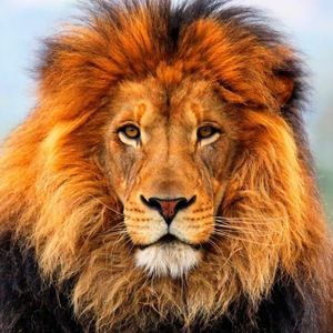 Meet your Posher, Dani